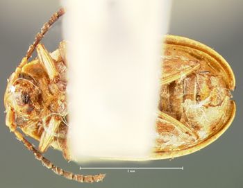 Media type: image; Entomology 18755   Aspect: habitus ventral view